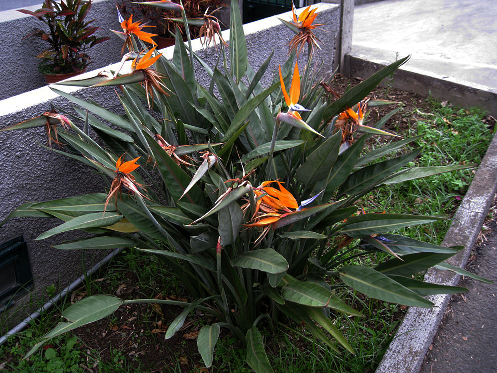 Paradisblomst (Strelitzia reginae) | plante