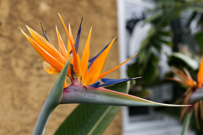 Den smukke blomst af Dværg paradisblomst (Strelitzia reginae "Dwarf")