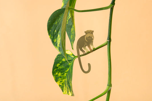 Tamarin abe i messing, der sidder i en grøn plante