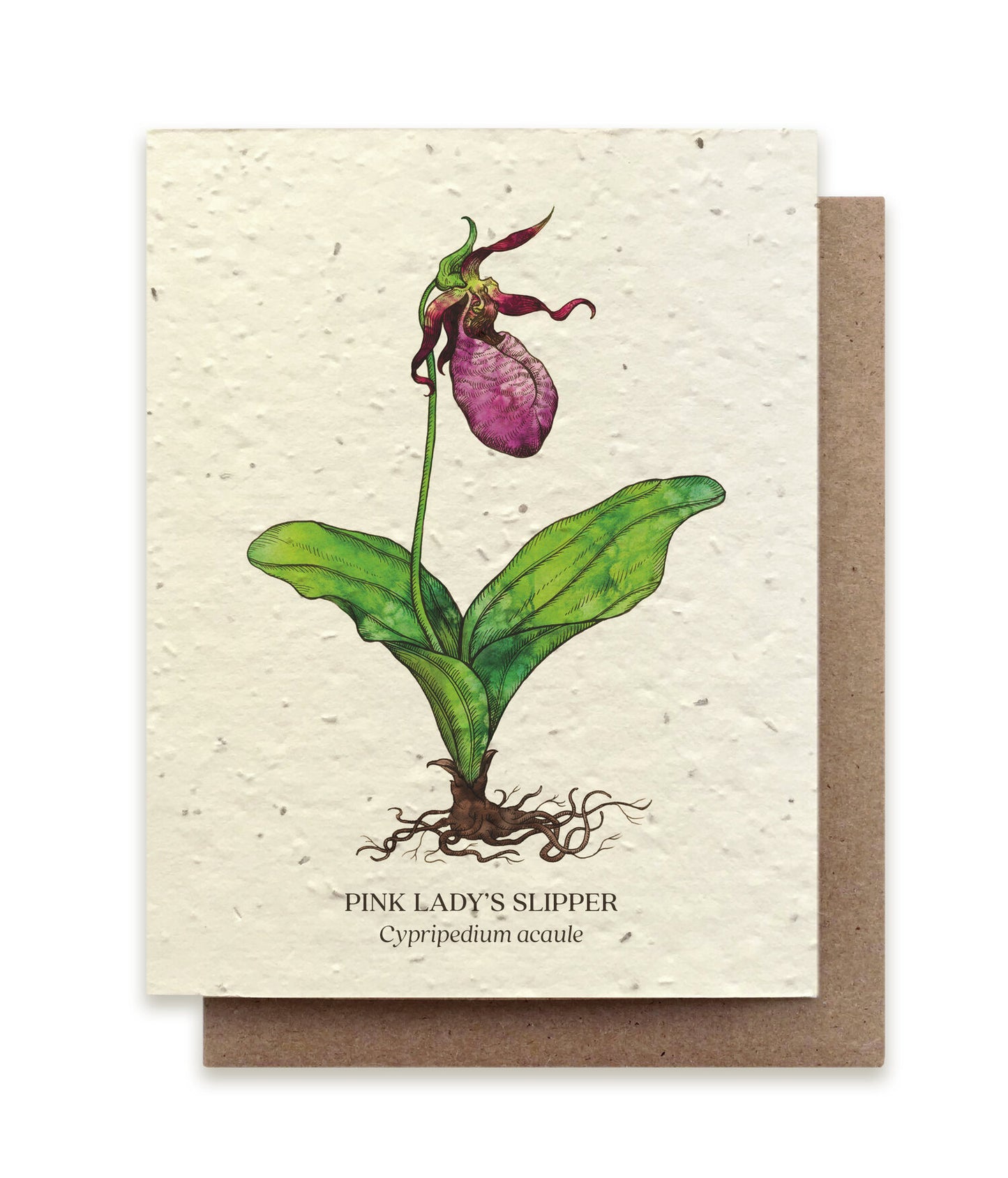 Postkort med motiv af en venussko orkide